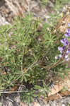 Sundial lupine